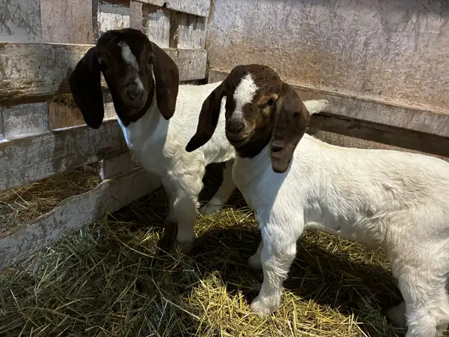 Boers - chevreaux aujourd'hui, reproducteurs demain! - Photo 5