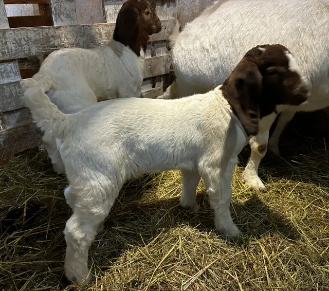 Boers - chevreaux aujourd'hui, reproducteurs demain! - Photo 6