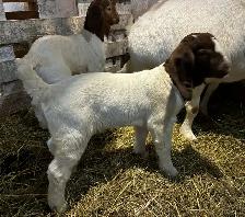 Boers - chevreaux aujourd'hui, reproducteurs demain! - Photo 6