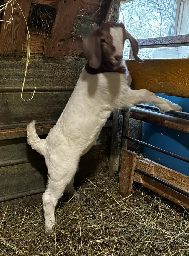 Boers - chevreaux aujourd'hui, reproducteurs demain! - Photo 8