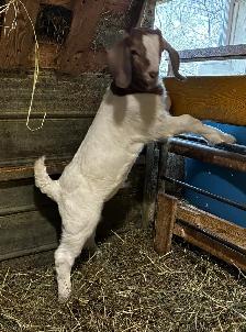 Boers - chevreaux aujourd'hui, reproducteurs demain! - Photo 8