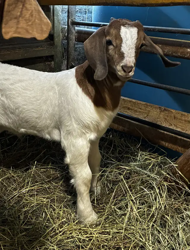 Boers - chevreaux aujourd'hui, reproducteurs demain! - Photo 9