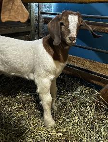 Boers - chevreaux aujourd'hui, reproducteurs demain! - Photo 9
