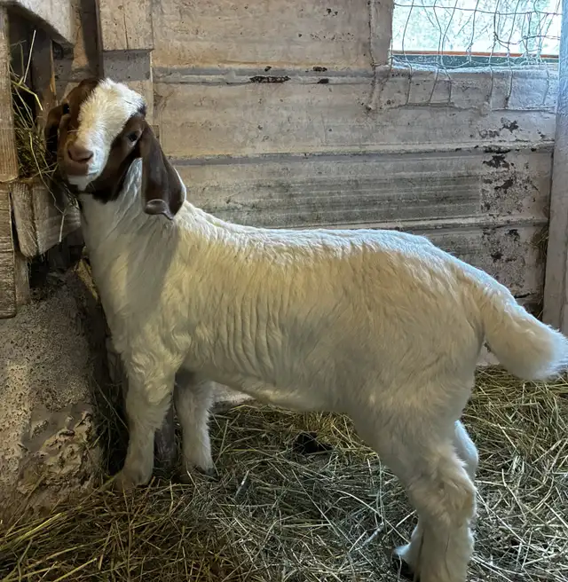 Boers - chevreaux aujourd'hui, reproducteurs demain! - Photo 10