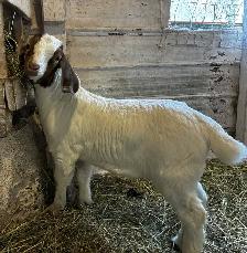 Boers - chevreaux aujourd'hui, reproducteurs demain! - Photo 10