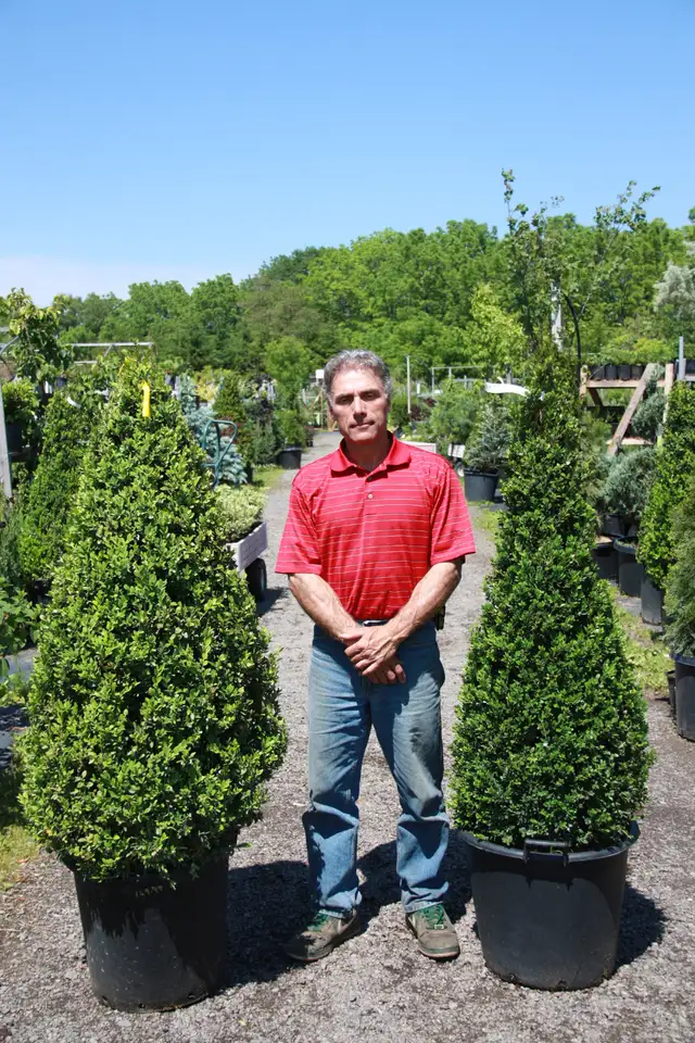 Plants - Japanese Maples - Boxwoods - Spruce - Yews - Shrubs - T - Photo 8