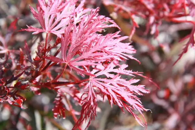 Plants - Japanese Maples - Boxwoods - Spruce - Yews - Shrubs - T - Photo 10