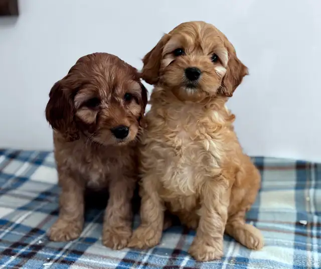 CHIOTS F1 MINI COCKAPOO PUPPIES Micropucés
