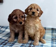 CHIOTS F1 MINI COCKAPOO PUPPIES Micropucés
