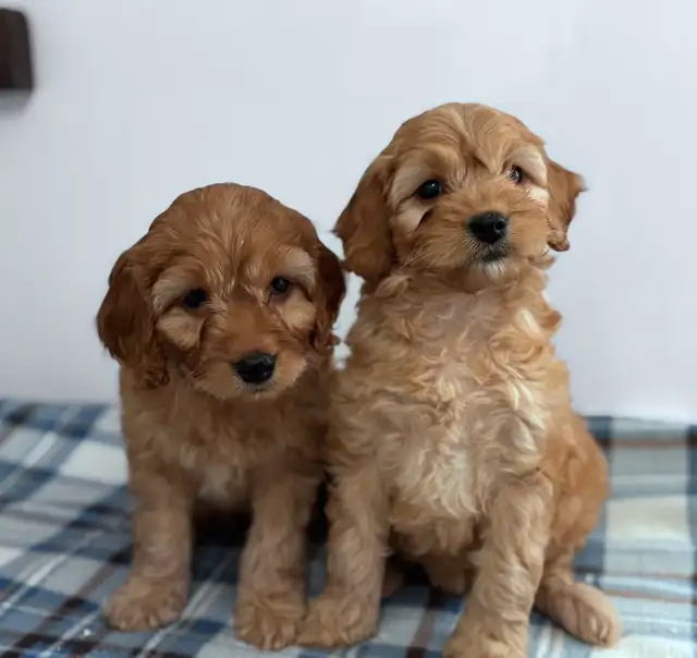 CHIOTS F1 MINI COCKAPOO PUPPIES Micropucés - Photo 2
