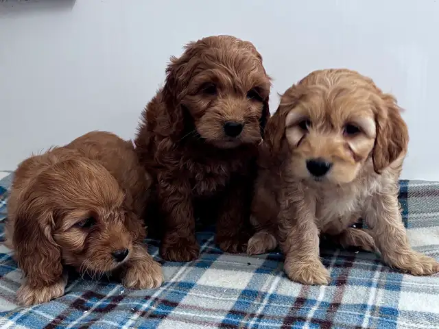 CHIOTS F1 MINI COCKAPOO PUPPIES Micropucés - Photo 3