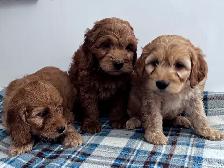 CHIOTS F1 MINI COCKAPOO PUPPIES Micropucés - Photo 3