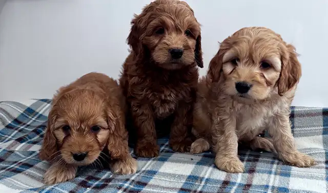 CHIOTS F1 MINI COCKAPOO PUPPIES Micropucés - Photo 4