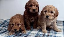 CHIOTS F1 MINI COCKAPOO PUPPIES Micropucés - Photo 4