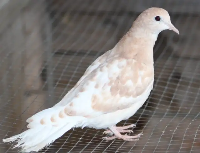 2 Eurasian Collared Doves for sale (ring neck)