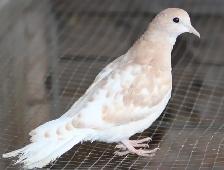 2 Eurasian Collared Doves for sale (ring neck)