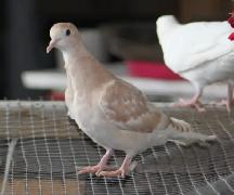 2 Eurasian Collared Doves for sale (ring neck) - Photo 2
