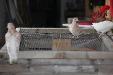 2 Eurasian Collared Doves for sale (ring neck) - Photo 3