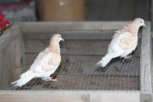 2 Eurasian Collared Doves for sale (ring neck) - Photo 4