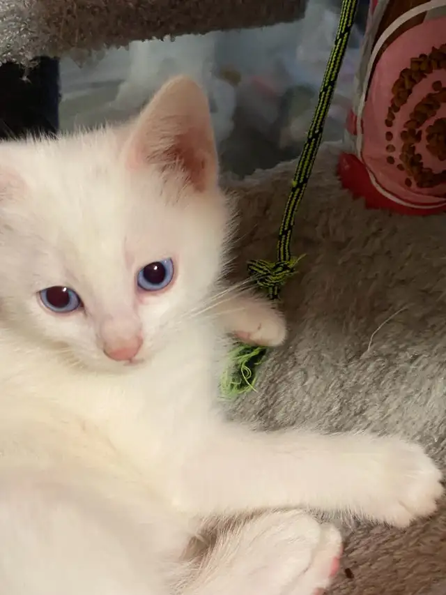 Adorable kittens with a lot of fun