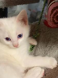 Adorable kittens with a lot of fun