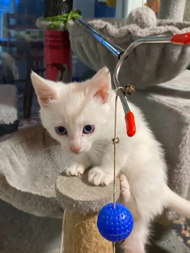 Adorable kittens with a lot of fun - Photo 2