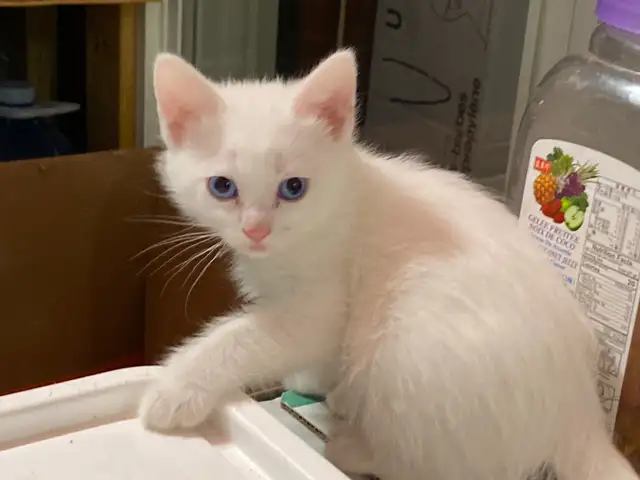 Adorable kittens with a lot of fun - Photo 3