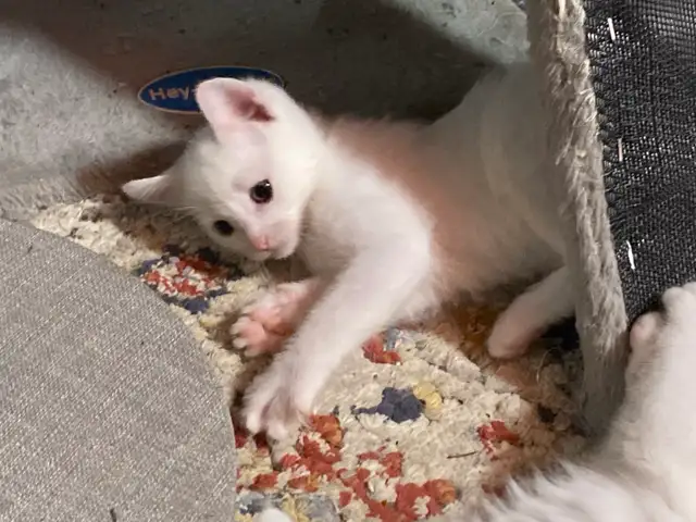 Adorable kittens with a lot of fun - Photo 4