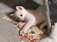 Adorable kittens with a lot of fun - Photo 4