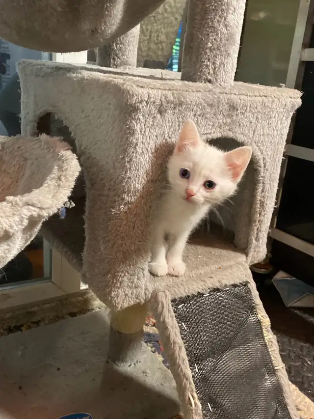 Adorable kittens with a lot of fun - Photo 5