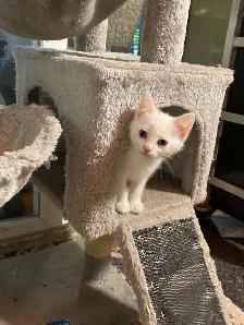 Adorable kittens with a lot of fun - Photo 5