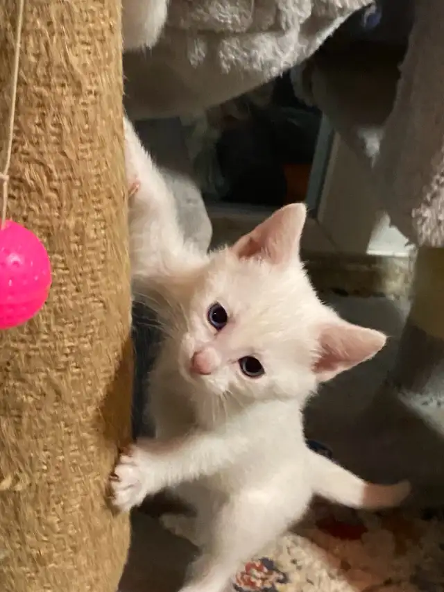 Adorable kittens with a lot of fun - Photo 6