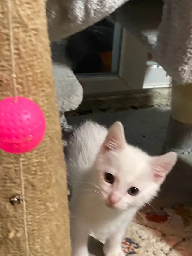 Adorable kittens with a lot of fun - Photo 7