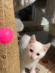Adorable kittens with a lot of fun - Photo 7