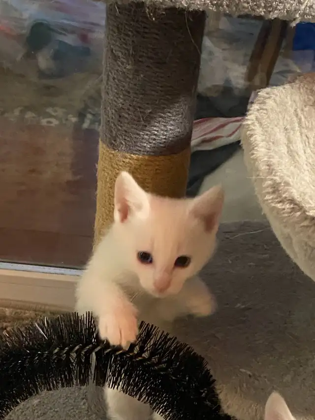 Adorable kittens with a lot of fun - Photo 8