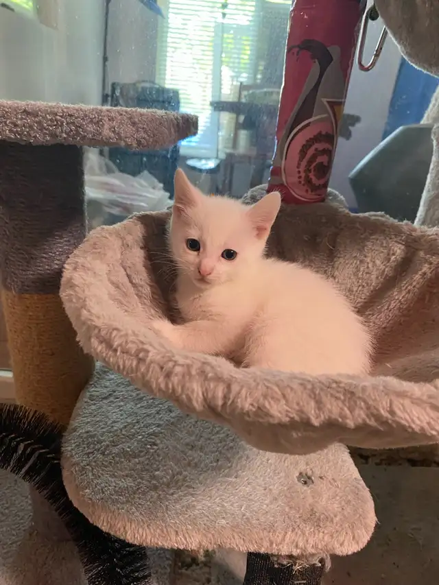 Adorable kittens with a lot of fun - Photo 10
