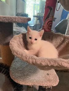 Adorable kittens with a lot of fun - Photo 10