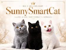 Waiting list - British Shorthair kittens