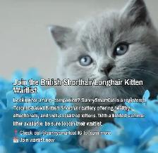 Waiting list - British Shorthair kittens - Photo 2