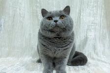 Waiting list - British Shorthair kittens - Photo 3