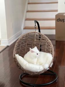 Waiting list - British Shorthair kittens - Photo 7