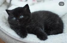 Waiting list - British Shorthair kittens - Photo 8