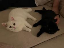 Waiting list - British Shorthair kittens - Photo 9