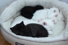 Waiting list - British Shorthair kittens - Photo 10