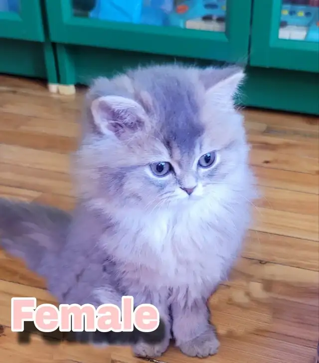 Purebred British Longhair Kitten Female