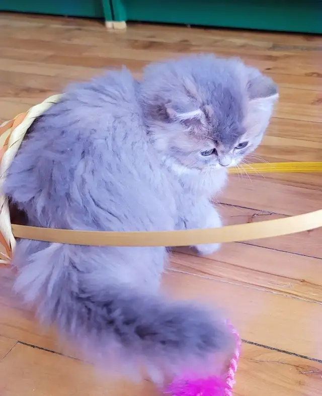 Purebred British Longhair Kitten Female - Photo 2