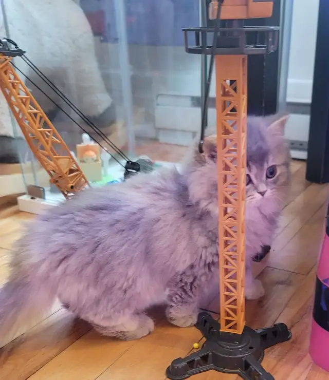 Purebred British Longhair Kitten Female - Photo 3
