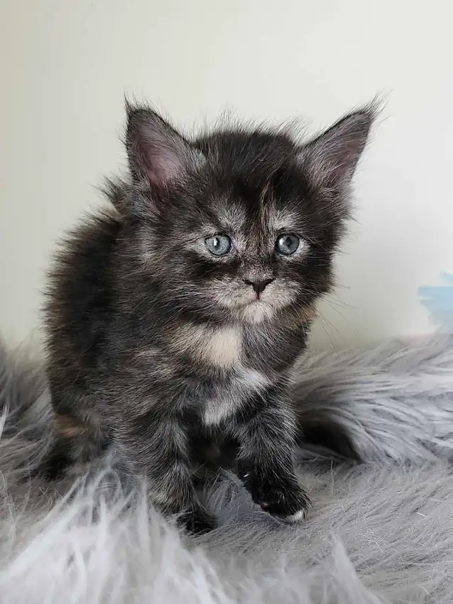 PUREBREED MAINE COON KITTENS