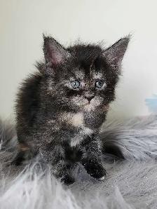 PUREBREED MAINE COON KITTENS