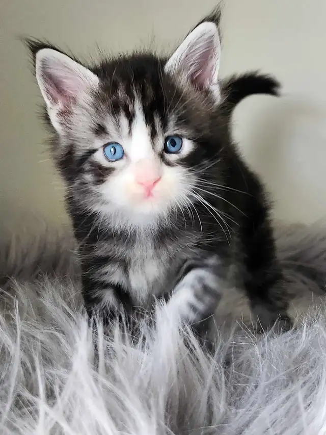 PUREBREED MAINE COON KITTENS - Photo 2